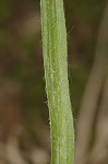 Common yellowstar grass