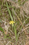 Common yellowstar grass