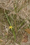 Common yellowstar grass