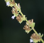 Tropical bushmint