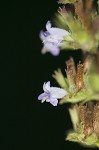 Tropical bushmint