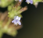 Tropical bushmint