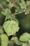 Tropical bushmint