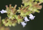 Tropical bushmint