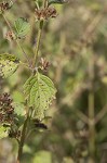 Tropical bushmint