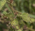 Tropical bushmint