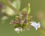 Tropical bushmint