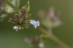 Tropical bushmint