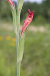 Corn-flag