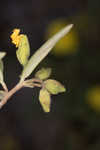 Coastal sand frostweed