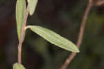 Coastal sand frostweed