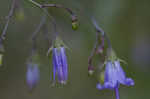 Small bonny bellflower