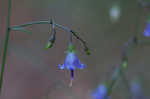 Small bonny bellflower