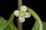 Mountain holly