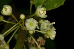 Mountain holly