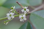 American holly