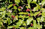 American holly