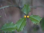 American holly