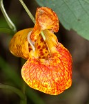 Jewelweed