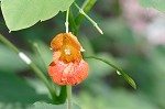 Jewelweed