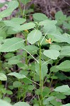 Jewelweed