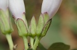 Bigroot morning-glory