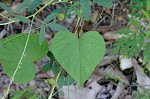 Bigroot morning-glory