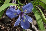 Zigzag iris <BR>Lamance iris