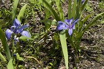 Zigzag iris <BR>Lamance iris