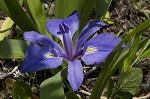 Zigzag iris <BR>Lamance iris