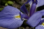 Zigzag iris <BR>Lamance iris