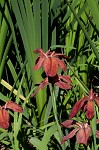 Abbeville Iris