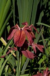 Abbeville Iris