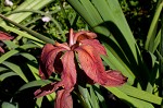 Abbeville Iris