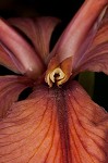 Abbeville Iris