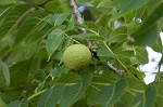 Black walnut