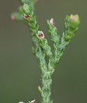 Ashe's juniper