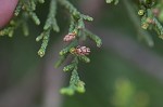 Ashe's juniper