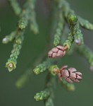 Ashe's juniper