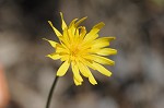 Potato dwarfdandelion