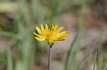 Potato dwarfdandelion