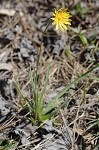 Potato dwarfdandelion