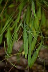 Mountain dwarfdandelion