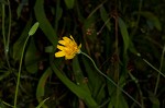 Mountain dwarfdandelion