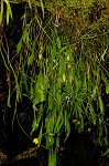 Mountain dwarfdandelion