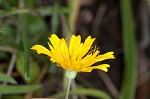 Mountain dwarfdandelion