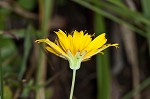 Mountain dwarfdandelion