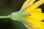 Mountain dwarfdandelion