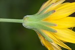 Mountain dwarfdandelion