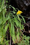 Mountain dwarfdandelion